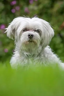 Maltese: Dog - Maltese Dog