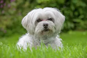 Maltese: Dog - Maltese Dog
