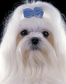 Maltiase: Dog - Maltese. Also known as Bichon Maltiase