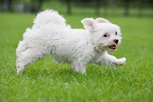 Maltaise: Dog - Maltese puppy running in garden