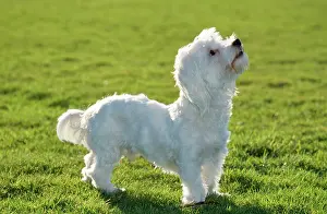 Maltaise: Dog - Maltese Terrier - Looking upwards