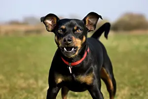 Aggressions: Dog - Manchester Terrier barking