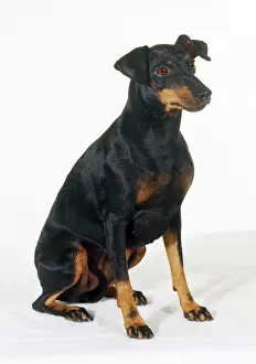 Manchester: DOG - Manchester Terrier, sitting-down, studio shot