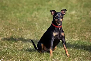 Manchester: Dog - Manchester Terrier sitting in garden