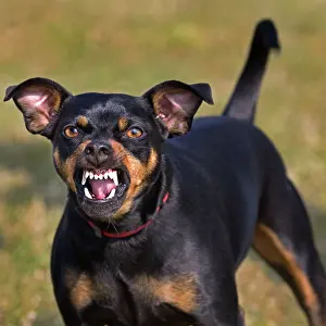 Aggressions: Dog - Manchester Terrier snarling