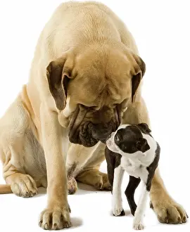 Mastiffs: Dog - Mastif sniffing Boston Terrier in studio