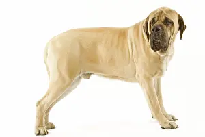 Dog - Mastiff