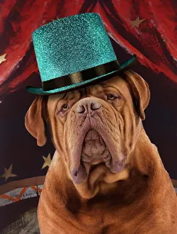 Mastiffs: Dog - Mastiff in a circus