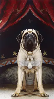 Mastiffs: Dog - Mastiff in a circus
