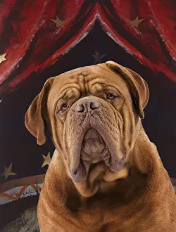 Ugly: Dog - Mastiff in a circus