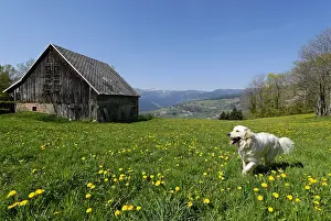 Barns: One dog in a meadow of flowers near an old barn