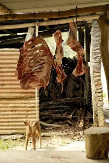 Hung: Dog and meat Tribu Gohapin Caledonia
