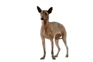 Worried: Dog - Mexican Hairless