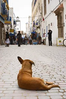 Essaouira: Dog in the middle of a street in the medina in Essaouira