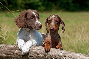 Mini: Dog - Mini Dachshunds