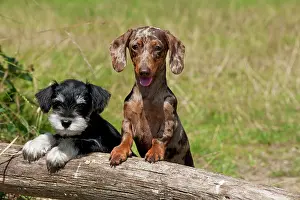 Mini: Dog - Mini Dachshunds