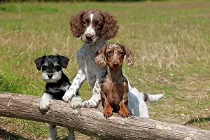 Mini: Dog - Mini Dachshunds