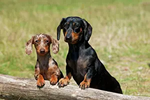 Mini: Dog - Mini Dachshunds - smooth