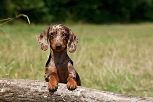 Mini: Dog - Mini Dachshunds - smooth