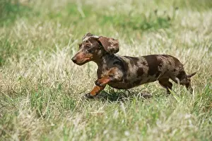 Mini: Dog - Mini Dachshunds - smooth running in a field