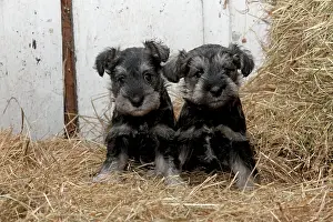 Mini: DOG Mini Schnauzer puppies in hay