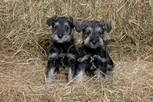 Mini: DOG Mini Schnauzer puppies in hay