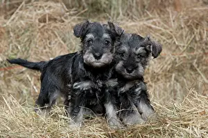 Mini: DOG Mini Schnauzer puppies in hay