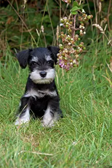 Mini: Dog - Mini Schnauzer puppy