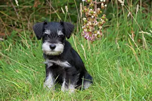 Mini: Dog - Mini Schnauzer puppy