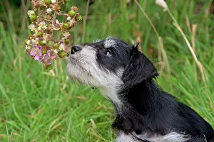 Mini: Dog - Mini Schnauzer puppy