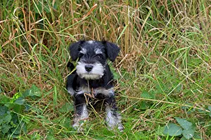 Mini: Dog - Mini Schnauzer puppy