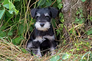 Mini: Dog - Mini Schnauzer puppy