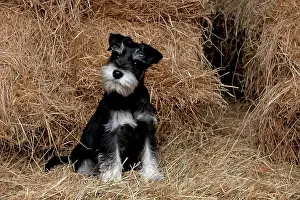 Mini: DOG Mini Schnauzer puppy in hay
