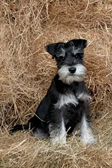 Mini: DOG Mini Schnauzer puppy in hay