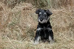 Mini: DOG Mini Schnauzer puppy in hay