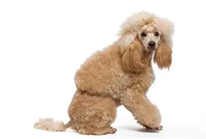 Caniche: Dog - Miniature Apricot Poodle