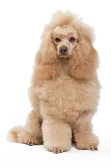 Caniche: Dog - Miniature Apricot Poodle