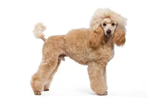 Caniche: Dog - Miniature Apricot Poodle