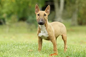 Minature: Dog - Miniature Bull Terrier