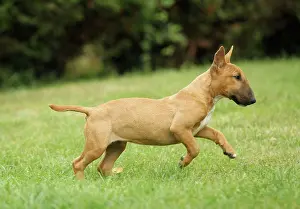 Minature: Dog - Miniature Bull Terrier