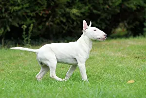 Minature: Dog - Miniature Bull Terrier