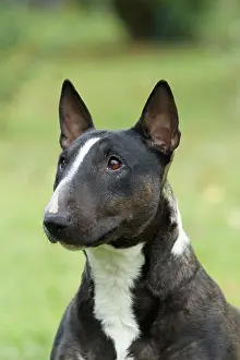 Minature: Dog - Miniature Bull Terrier