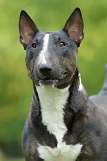 Minature: Dog - Miniature Bull Terrier