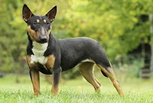 Minature: Dog - Miniature Bull Terrier