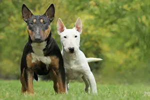 Minature: Dog - Miniature Bull Terrier