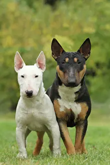 Minature: Dog - Miniature Bull Terrier