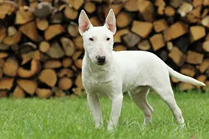 Minature: Dog - Miniature Bull Terrier
