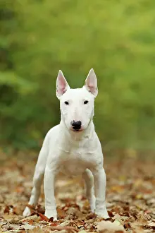 Minatures: Dog - Miniature Bull Terrier