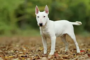 Minatures: Dog - Miniature Bull Terrier