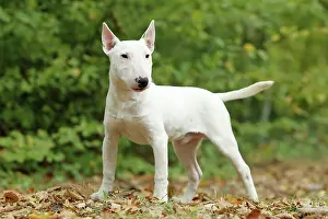 Minatures: Dog - Miniature Bull Terrier
